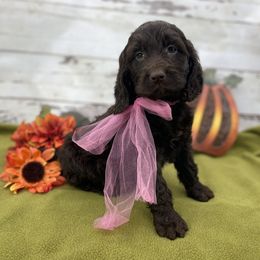 Sadie - Liver and white female Springerdoodle puppy in Lisbon, Ohio from Willow Lane Doodles