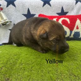 German Shepherd Puppies from LORI Zanin