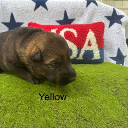 German Shepherd Puppies from LORI Zanin