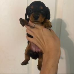 Cloud - Black and tan female Dachshund puppy in Conroe, Texas from R&M Dachshunds