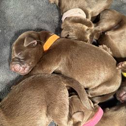 Orange Boy - Chocolate male Labrador Retriever puppy in Rock Hill, South Carolina from North Star Retrievers