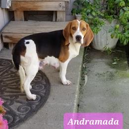 'Drama - Beagle