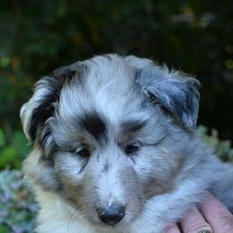 Mozzy - Blue merle and white male Shetland Sheepdog puppy in Castle Rock, Washington from RimRanch Shelties