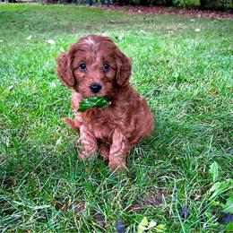 Tide - Red  male Goldendoodle puppy in Sugar City, Idaho from Idaho Sugar Doodle Pups