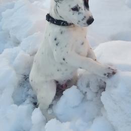 Australian Cattle Dog All Grown Up from Woodin Farms