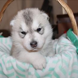 Lucky - Gray and white male Siberian Husky puppy in Le Sueur, Minnesota from Tevana Siberians LLC