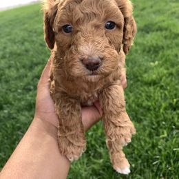 Poodle Puppies from Clegg Poodles