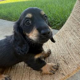 Classic black and tan male longhair mini - Black and tan male Dachshund puppy in Manteca, California from Sweet and Low Dachshunds
