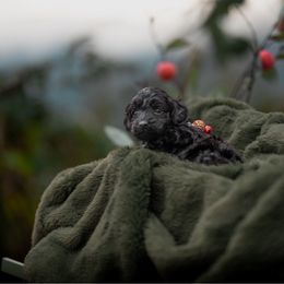 Berlioz - Black male Cockapoo puppy in Deming, Washington from Heavenly Puppies to Love