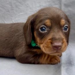 MYLA (green) - Chocolate and tan female Dachshund puppy in Vero Beach, Florida from Joseph’s Dachshunds