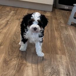 Wolf - Tri-color male Bernedoodle puppy in Lincoln, Nebraska from GRand Doodles