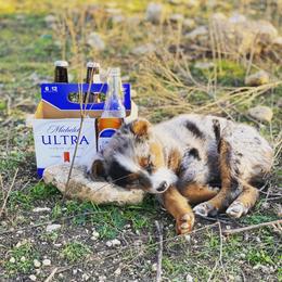 Australian Cattle Dog, Australian Shepherd, Companion Cross, and Miniature Australian Shepherd Puppies from MK Aussies