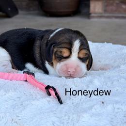 Honeydew - Black tan and white female Beagle puppy in Mansfield, Missouri from Rippee Creek Kennel