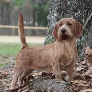 Amber - Basset Fauve de Bretagne