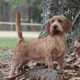Amber - Basset Fauve de Bretagne