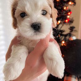 Cockapoo, Double Doodle, and Poodle Puppies from Cedar Creek Canines