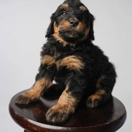 Coco - Phantom female Bernedoodle puppy in Glendale, Arizona from Arizona Bernedoodles