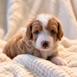 Cedar - Brown male Bernedoodle puppy in Travelers Rest, South Carolina from Bernedoodle.do