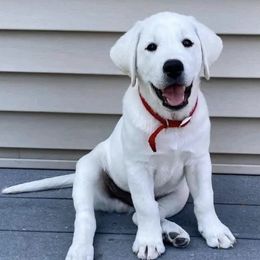 Labrador Retrievers from Leacock White-Yellow Labradors