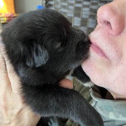 Girl 3 - Black female Finnish Lapphund puppy in Harwich, Massachusetts from Lighthouse Lapphunds and Leos by the Sea