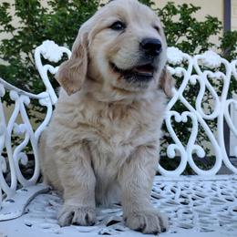Golden Retriever Puppies from Rosehaven Homestead