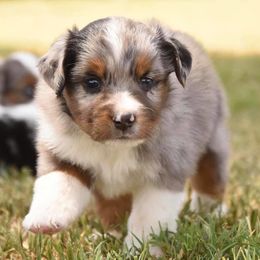 Toy Australian Shepherd Puppies from Blue Hue Aussies