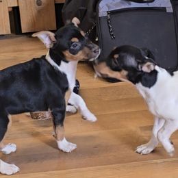 Kit Kat - White black and tan female Rat Terrier puppy in Divide, Colorado from Outlaw Farm and Kennel