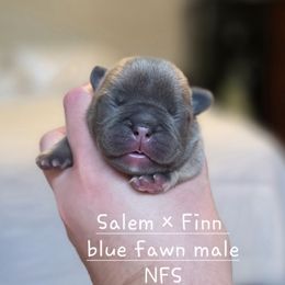 Blue fawn male - Blue fawn male French Bulldog puppy in Hamler, Ohio from Smith's Small Town Frenchies
