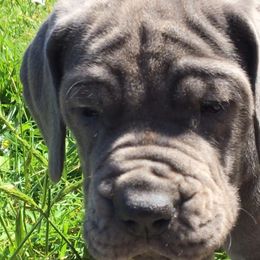 Great Dane Puppies from Blue Envy Great Danes