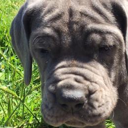 Great Dane Puppies from Blue Envy Great Danes