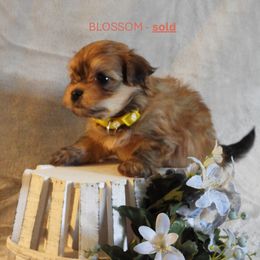 Girl 3 - Red sable Havanese puppy in Salt Lake City, Utah from Steal Your Heart Havanese
