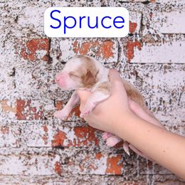 Spruce - Red  male Goldendoodle puppy in Calhoun, Georgia from Happy Top Doodles