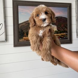 Bernedoodle and Cavapoo Puppies from Wonderful World Doodles