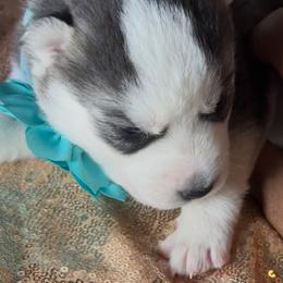 Nova - Black and white female Siberian Husky puppy in Atlanta, Georgia from Lobban Huskies
