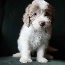 Charlie - Cream male Aussiedoodle puppy in Millville, California from Hope Lane Kennels