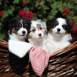 Australian Shepherd Puppies from Sandollar Aussies