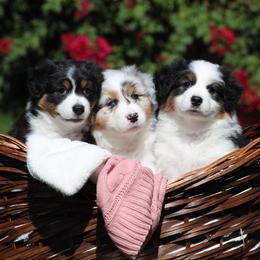 Australian Shepherd Puppies from Sandollar Aussies