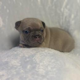 Olaf - Blue male French Bulldog puppy in Salisbury, Maryland from 77 Frenchies Maryland