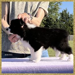 Bertha - Black female Border Collie puppy in New Market, Alabama from Kensington Border Collies