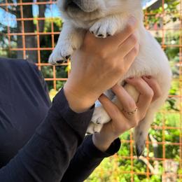 Bear - Yellow male Labrador Retriever puppy in Auburn, California from Gold Country Chihuahuas