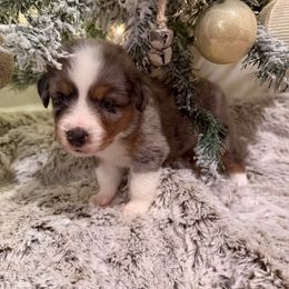 Orange - Blue merle female Miniature Australian Shepherd puppy in Robertsdale, Alabama from Lighthouse Aussies