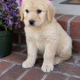 Belle - Cream female Goldendoodle puppy in Greenville, North Carolina from ENC Goldendoodles