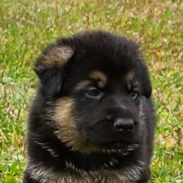 German Shepherd Puppies from Spruce Valley German Shepherds