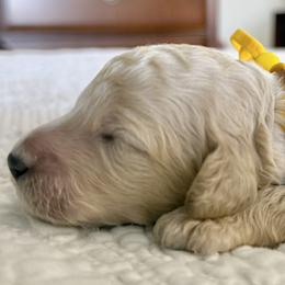 Mr Yellow Collar - Cream male Poodle puppy in Screven, Georgia from Dreamland Standard Poodles