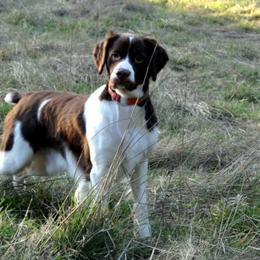 Brittany Puppies from Morgun’s Brittanys