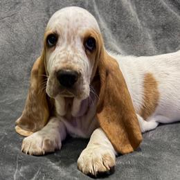 Blue collar male - Lemon and white male Basset Hound puppy in Columbia, South Carolina from Pawmetto Hounds