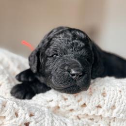 Laguna - Black female Bernedoodle puppy in Maricopa, Arizona from Desert Ridge Doodles