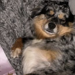 Aussiedoodles and Yorkipoos from Praised Pooches