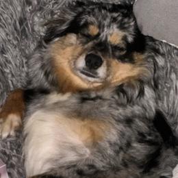 Aussiedoodles and Yorkipoos from Praised Pooches