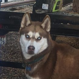 Sampson - Siberian Husky